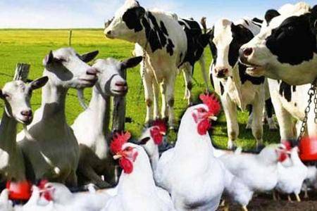 وابستگی کشور به واردات خوراک دام، پاشنه آشیل نظام در بزنگاههای سیاسی-اقتصادی